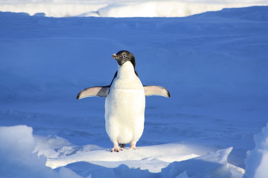 penguin-funny-blue-water-86405-large
