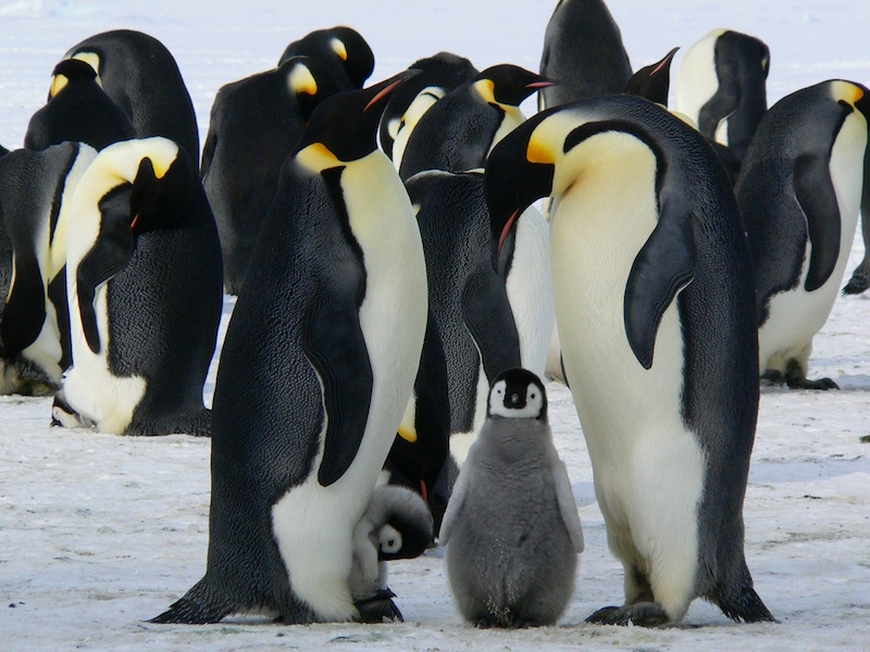 google-penguin