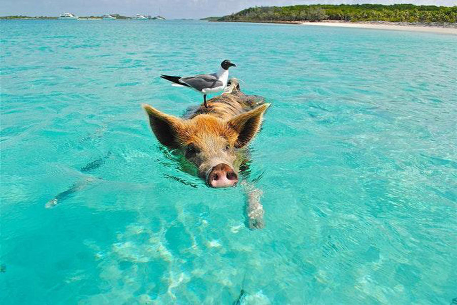 Top Tourism Keywords for the Bahamas, 2018